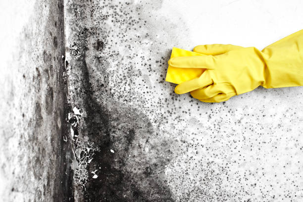 Best Fast Mold Removal  in Hudsonville, MI