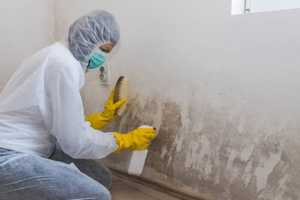 Best Black Mold Removal  in Hudsonville, MI