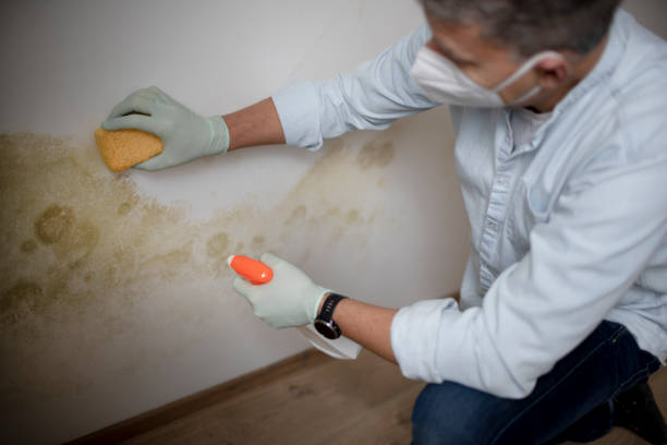 Best Mold Testing  in Hudsonville, MI