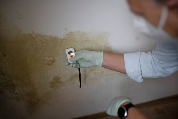 Trusted Hudsonville, MI Mold Removal Experts