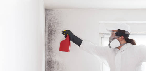 Best Attic Mold Removal  in Hudsonville, MI