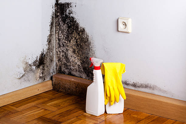 Best Same-Day Mold Removal  in Hudsonville, MI