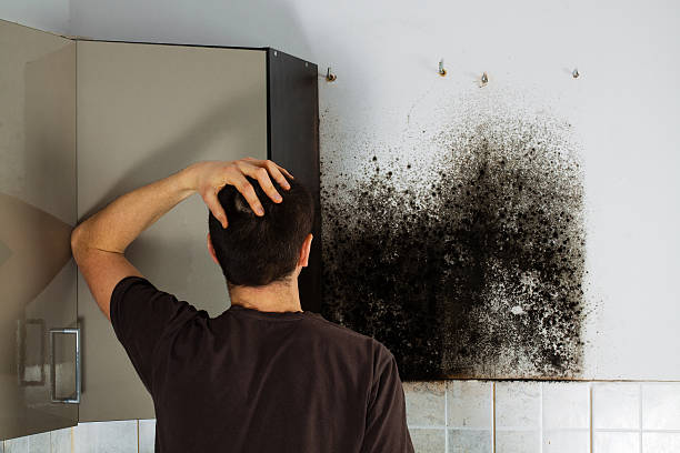 Reliable Hudsonville, MI Mold Removal Solutions